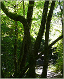 La Forêt de Saint Haon le Vieux, terrain de Paintball.